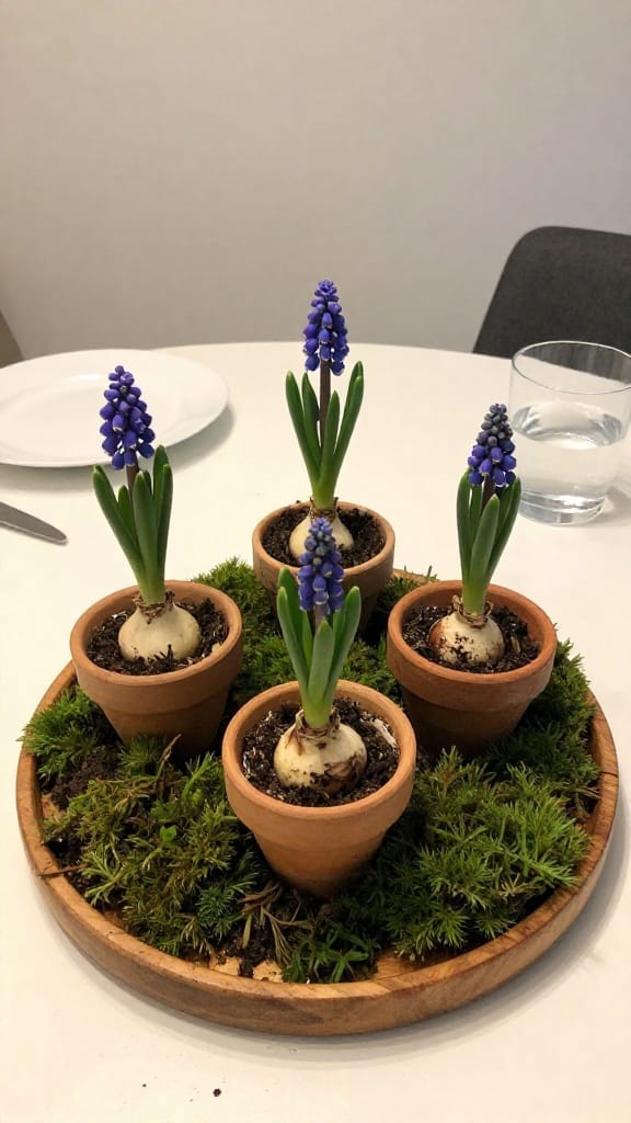 spring centerpiece with moss and grape hyacinth bulbs in clay pots on wooden tray